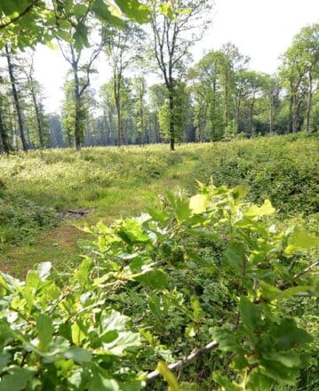 Site départemental de Tignécourt (Forêt départementale)