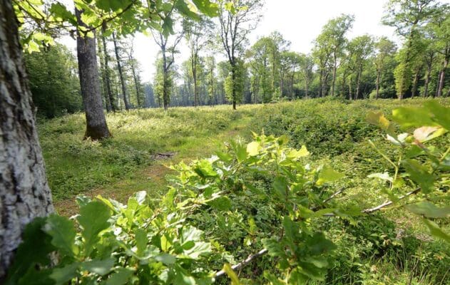 Site départemental de Tignécourt (Forêt départementale)