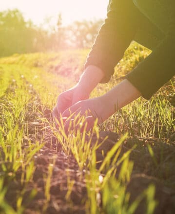 Soutien départemental à l’Agriculture biologique (SDAB)