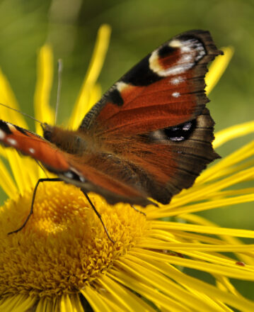 Le Département, précurseur d’une stratégie Vosges Biodiversité