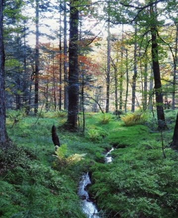 Aide au regroupement foncier forestier