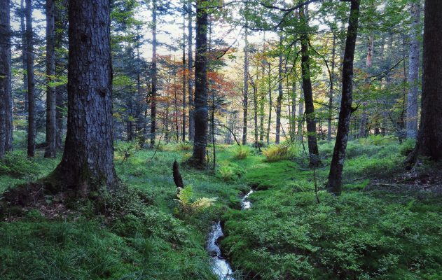 Aide au regroupement foncier forestier