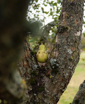 Aide à la plantation d’arbres fruitiers