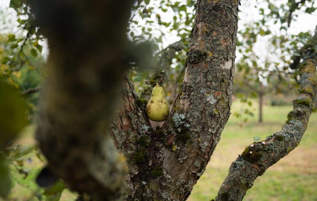 Aide à la plantation d’arbres fruitiers