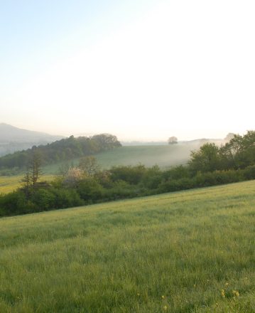 Plantez des haies !